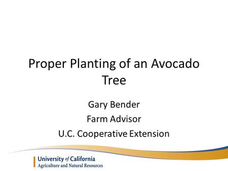 Proper Planting of an Avocado Tree Gary Bender Farm Advisor U.C. Cooperative Extension.