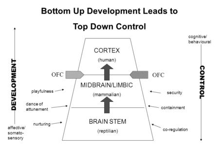 Bottom Up Development Leads to Top Down Control CORTEX (human) MIDBRAIN/LIMBIC (mammalian) BRAIN STEM (reptilian) OFC DEVELOPMENT CONTROL nurturing playfulness.