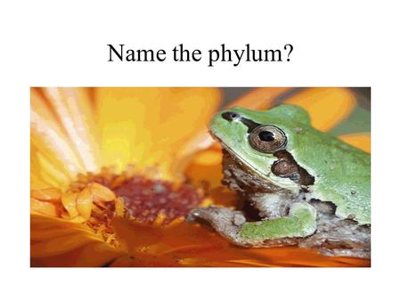 Name the phylum?. Chordata Name the subphylum? Vertebrata.
