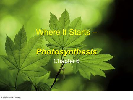 Where It Starts – Photosynthesis