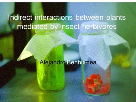 Indirect interactions between plants mediated by insect herbivores Alejandro Benhumea.