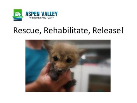 Rescue, Rehabilitate, Release!. Wildlife Rehabilitation Centres Rescue baby wild animals that have become separated from their mothers injured wild animals.