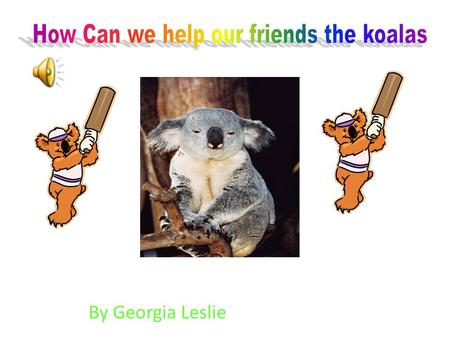 By Georgia Leslie. The koala lives in Australia in the eucalypt forests of eastern and south eastern Australia in the eucalypts trees. Baby koalas drink.
