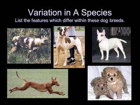 Variation in A Species List the features which differ within these dog breeds.