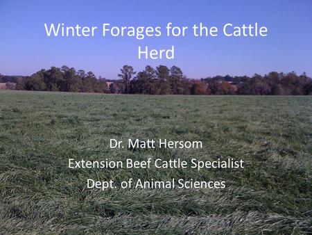 Winter Forages for the Cattle Herd Dr. Matt Hersom Extension Beef Cattle Specialist Dept. of Animal Sciences.