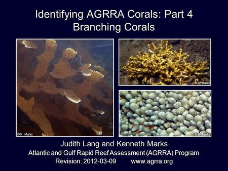 Identifying AGRRA Corals: Part 4 Branching Corals Judith Lang and Kenneth Marks Atlantic and Gulf Rapid Reef Assessment (AGRRA) Program Revision: 2012-03-09.