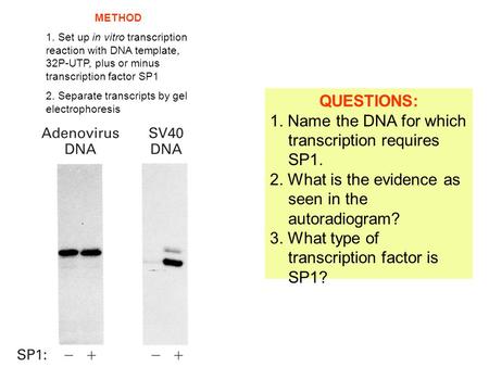 QUESTIONS: 1. Name the DNA for which transcription requires SP1. 2. What is the evidence as seen in the autoradiogram? 3. What type of transcription factor.