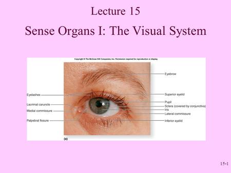 Sense Organs I: The Visual System