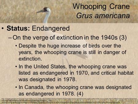 Whooping Crane Grus americana Status: Endangered –On the verge of extinction in the 1940s (3) Despite the huge increase of birds over the years, the whooping.
