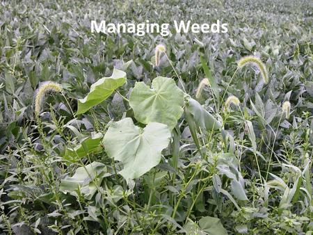 Managing Weeds This presentation is about the management of weeds.
