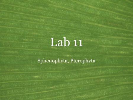 Sphenophyta, Pterophyta