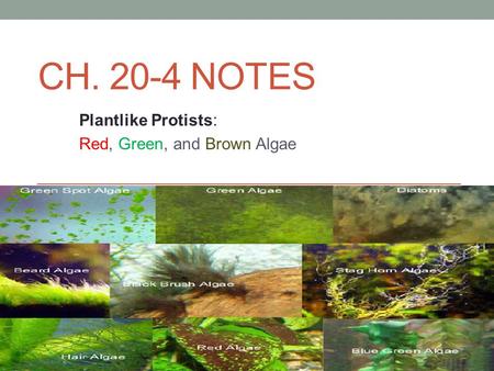 Plantlike Protists: Red, Green, and Brown Algae