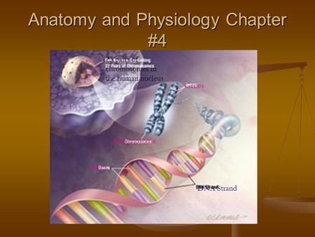 Anatomy and Physiology Chapter #4