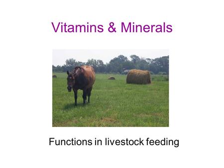 Functions in livestock feeding