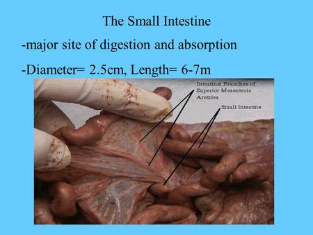 The Small Intestine -major site of digestion and absorption -Diameter= 2.5cm, Length= 6-7m.