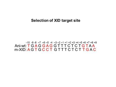 Selection of XID target site Ani-wt: T G A G G A G G T T T C T C T G T A A m-XID: A G T G C C T G T T T C T C T T G A C -10 -9 -8 –7 –6 –5 -4 –3 –2 –1.