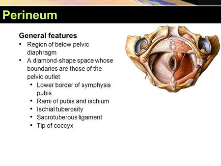 Perineum General features Region of below pelvic diaphragm