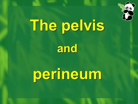 The pelvis and perineum.