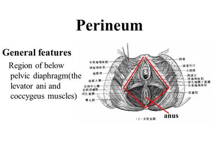 Perineum General features