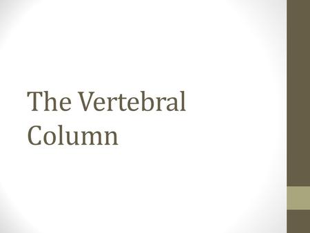 The Vertebral Column.