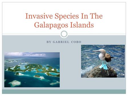 BY GABRIEL COBO Invasive Species In The Galapagos Islands.