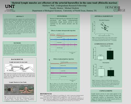 Skeletal lymph muscles are effectors of the arterial baroreflex in the cane toad (Rhinella marina) Matthew Wall, Undergraduate Research Fellowship Faculty.