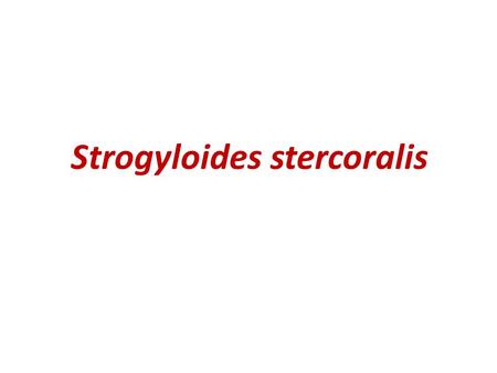 Strogyloides stercoralis. -tropical regions. -fatal opportunistic pathogen. -female embedded in the mucosa. -females are parthenogenetic. -males. -stages.