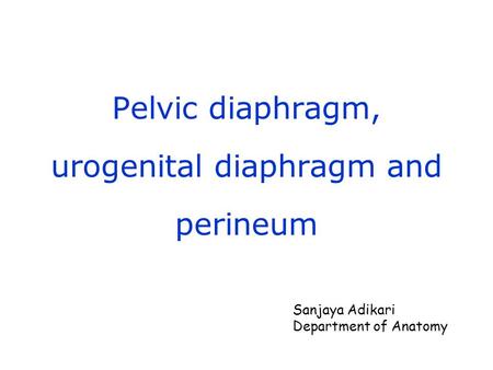 Pelvic diaphragm, urogenital diaphragm and perineum