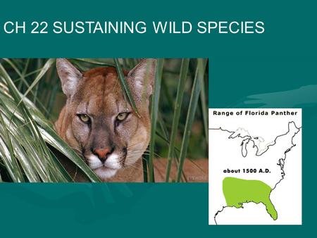 CH 22 SUSTAINING WILD SPECIES. IV. Extinction Threats from Habitat Loss A. Greatest threat is habitat loss, degradation and fragmentation Highest species.