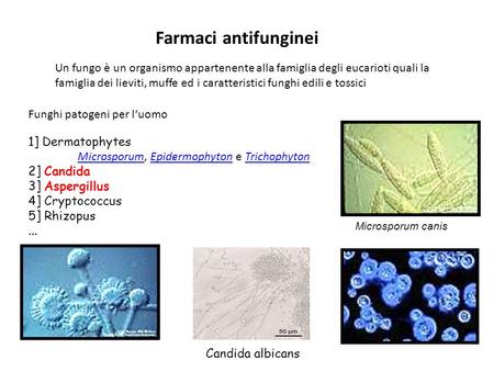 Farmaci antifunginei Un fungo è un organismo appartenente alla famiglia degli eucarioti quali la famiglia dei lieviti, muffe ed i caratteristici funghi.