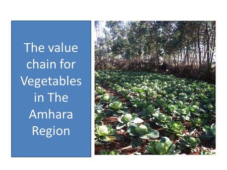 The value chain for Vegetables in The Amhara Region.