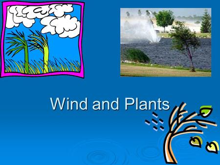 Wind and Plants. WIND   Wind has a major effect on agricultural and horticultural production in NZ.   The prevailing winds are the most common winds.