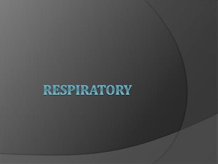 Upper Respiratory external nares (nostrils) nasal cavity.