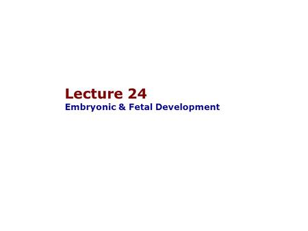 Lecture 24 Embryonic & Fetal Development