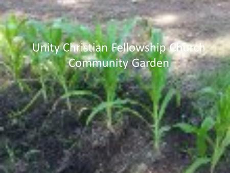 Unity Christian Fellowship Church Community Garden.