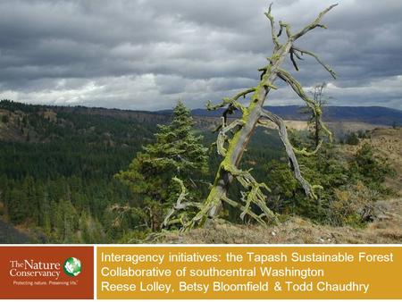 Interagency initiatives: the Tapash Sustainable Forest Collaborative of southcentral Washington Reese Lolley, Betsy Bloomfield & Todd Chaudhry Insert Your.