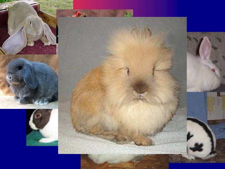 Rabbits By: Miss Crump AGR 102 Unit D Objectives Identify characteristics of the major rabbit breeds Identify characteristics of the major rabbit breeds.