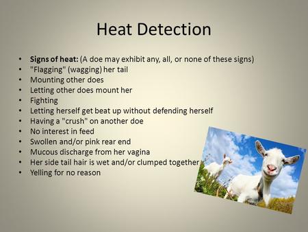 Heat Detection Signs of heat: (A doe may exhibit any, all, or none of these signs) Flagging (wagging) her tail Mounting other does Letting other does.