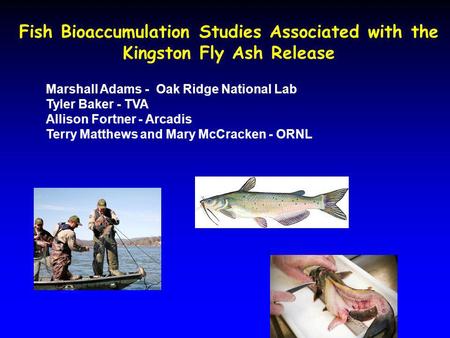 Fish Bioaccumulation Studies Associated with the Kingston Fly Ash Release Marshall Adams - Oak Ridge National Lab Tyler Baker - TVA Allison Fortner - Arcadis.
