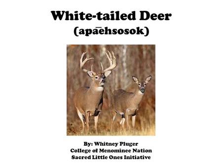 White-tailed Deer (apaehsosok) By: Whitney Pluger College of Menominee Nation Sacred Little Ones Initiative.