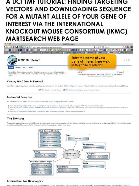 A UCI TMF TUTORIAL: FINDING TARGETING VECTORS AND DOWNLOADING SEQUENCE FOR A MUTANT ALLELE OF YOUR GENE OF INTEREST VIA THE INTERNATIONAL KNOCKOUT MOUSE.