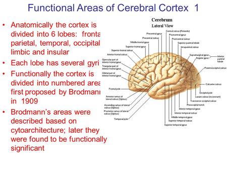 Functional Areas of Cerebral Cortex 1