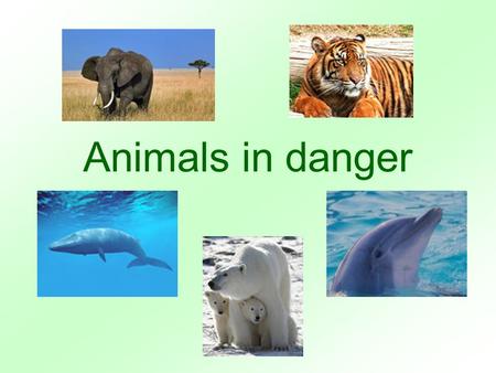 Animals in danger. different continent depend to depend on … the Earth among danger to be in danger dangerous domestic afraid price nowadays disappear.