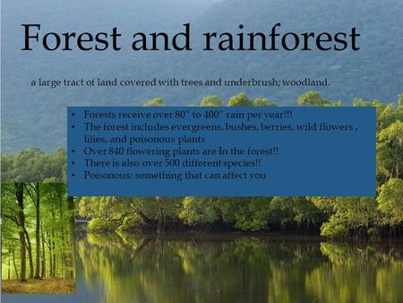  Forests receive over 80” to 400” rain per year!!! The forest includes evergreens, bushes, berries, wild flowers, lilies, and poisonous plants Over 840.