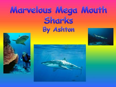 Marvelous Mega Mouth Sharks