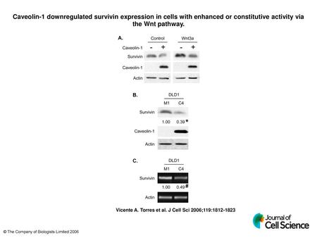 Caveolin-1 downregulated survivin expression in cells with enhanced or constitutive activity via the Wnt pathway. Caveolin-1 downregulated survivin expression.