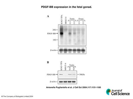 PDGF-BB expression in the fetal gonad.