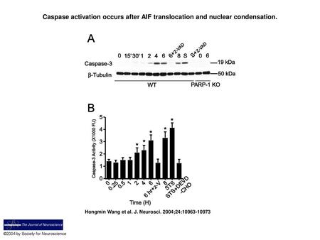 Caspase activation occurs after AIF translocation and nuclear condensation. Caspase activation occurs after AIF translocation and nuclear condensation.