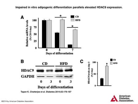 Impaired in vitro adipogenic differentiation parallels elevated HDAC9 expression. Impaired in vitro adipogenic differentiation parallels elevated HDAC9.