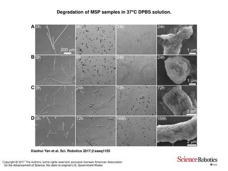 Degradation of MSP samples in 37°C DPBS solution.
